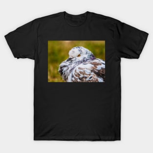 Plotful Pigeon Photograph T-Shirt